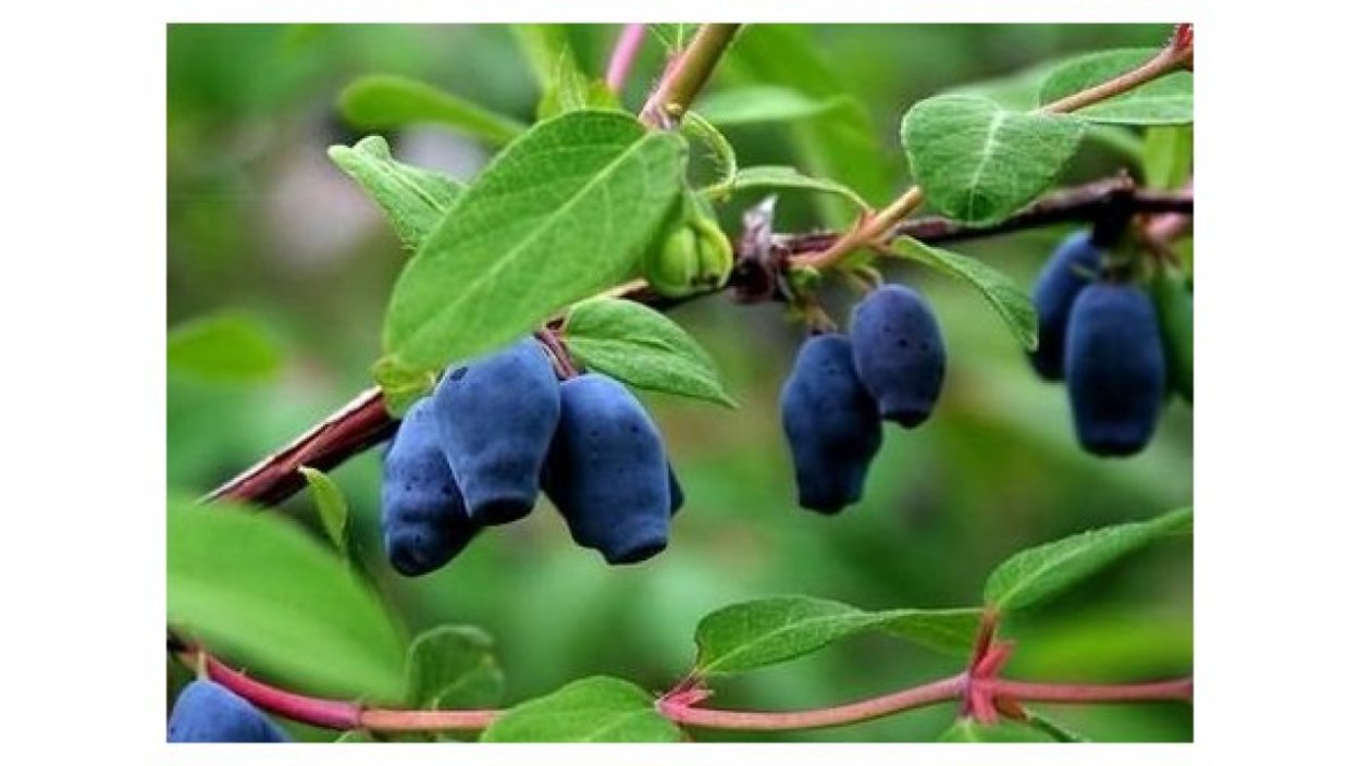 Жимолость съедобная лазурит