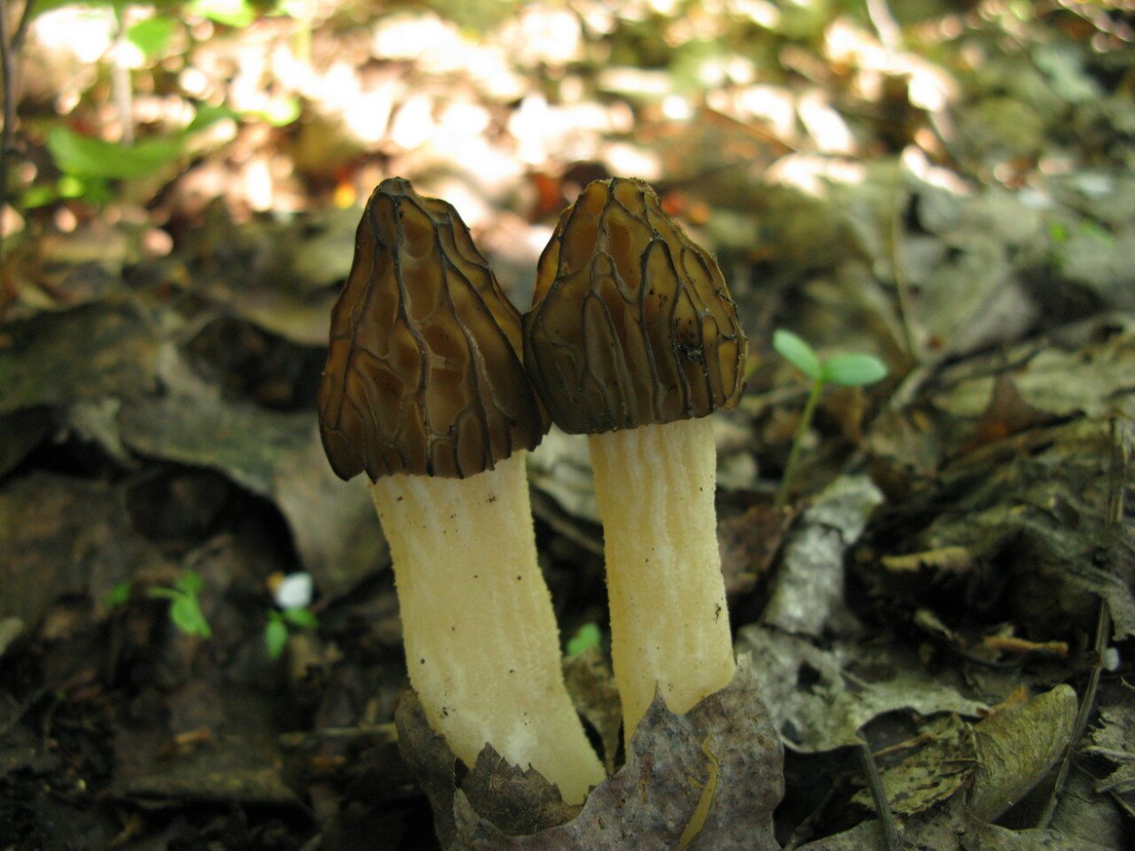 Сморчок и сморчковая шапочка