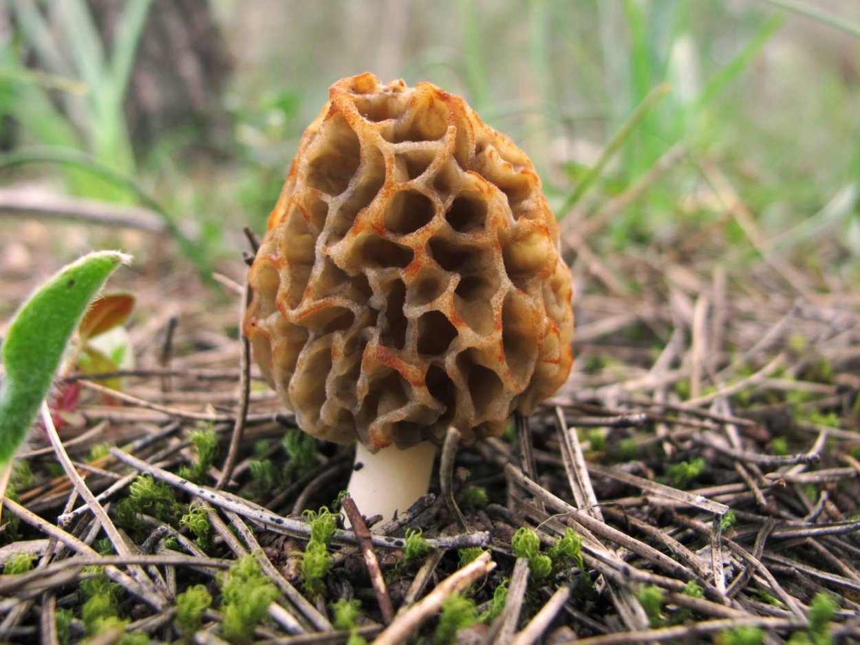 Обои для рабочего стола 1920х1080 высокого качества сморчки