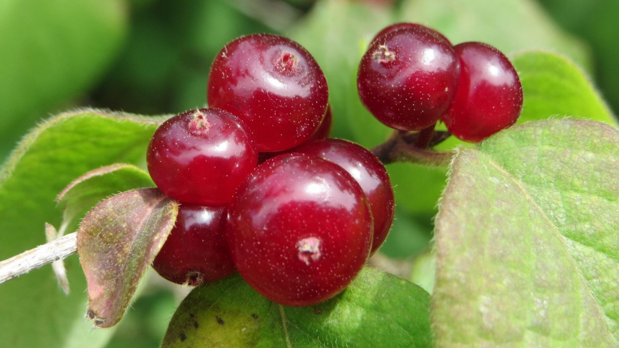 Лесная обыкновенная (Волчья ягода) жимолость