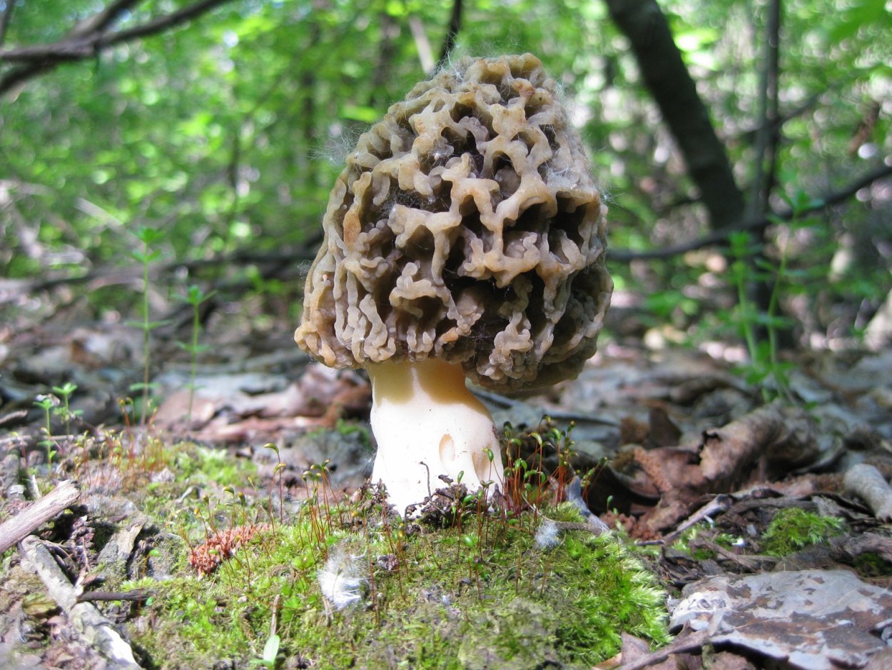 Сморчковая шапочка гриб
