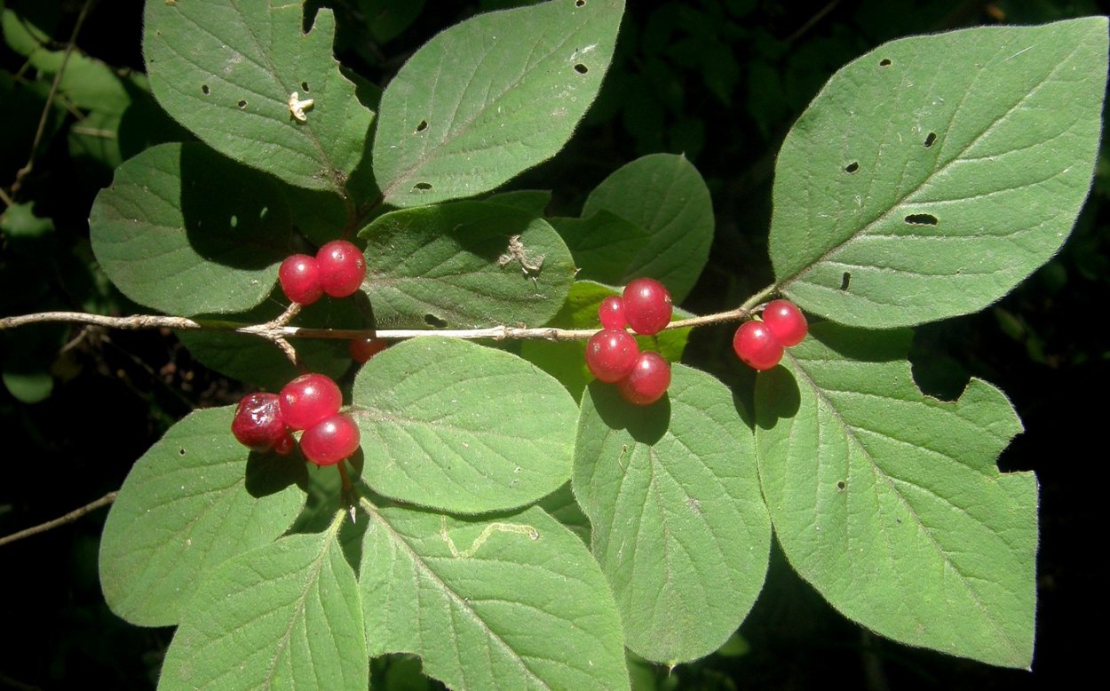 Жимолость Лесная-Lonicera xylosteum