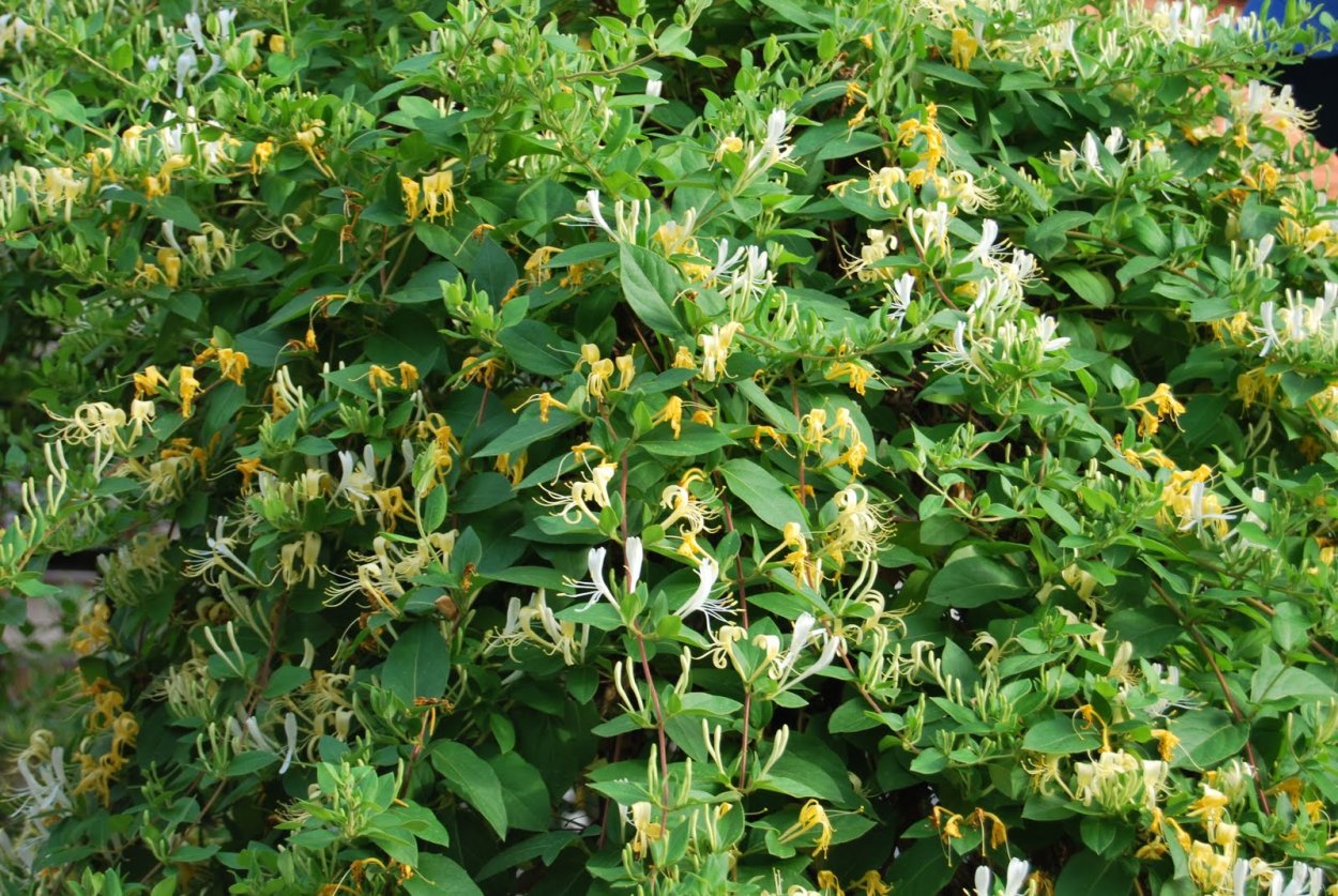 Жимолость обыкновенная цветы