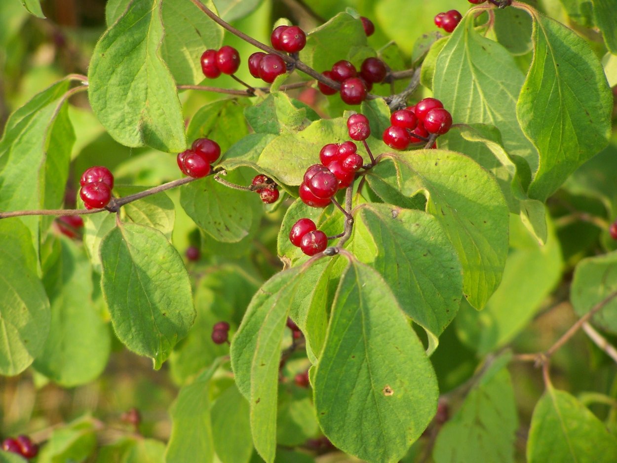 Жимолость обыкновенная (Lonicera xylosteum)
