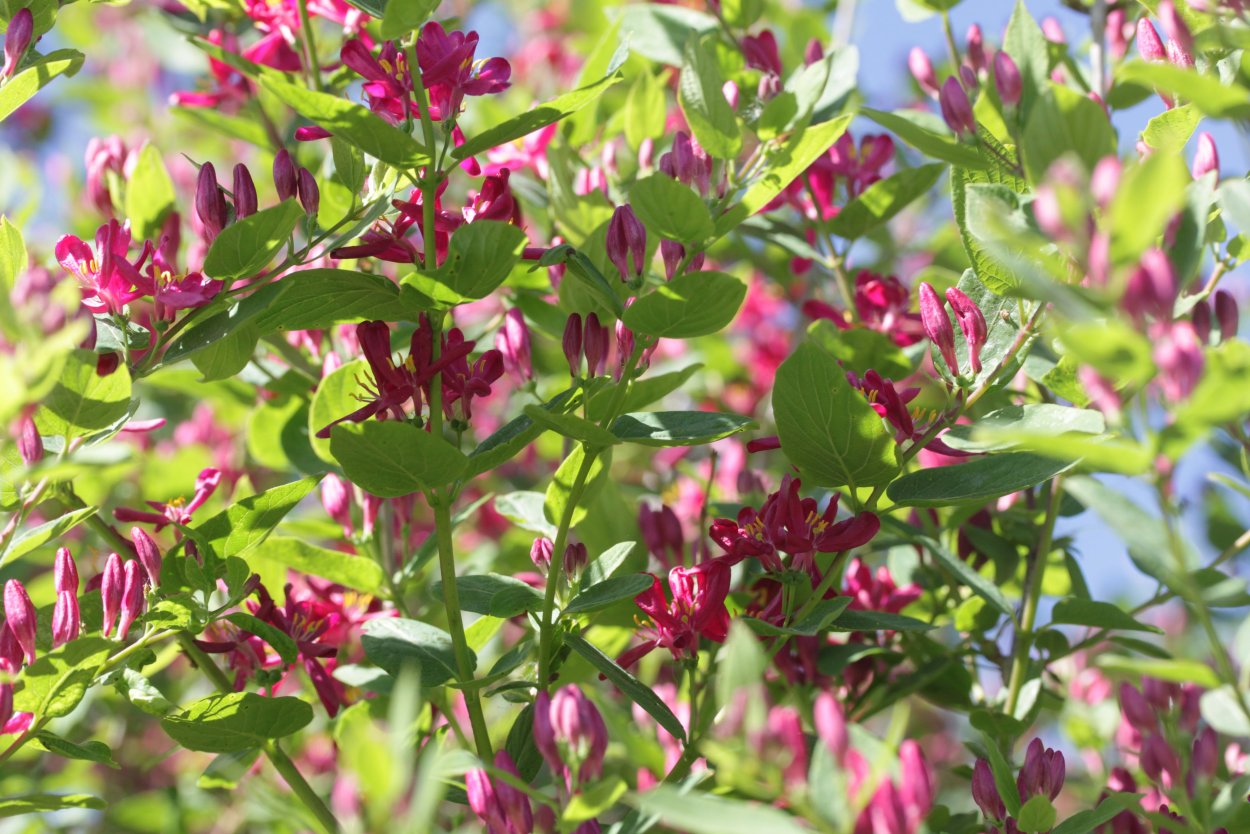 Жимолость Королькова Lonicera korolkowii