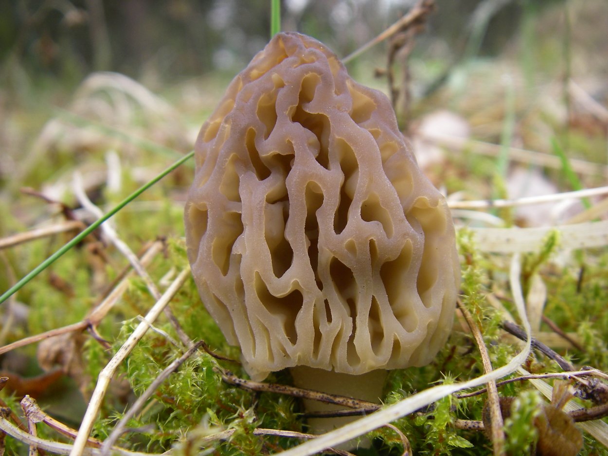 Самые красивые грибы