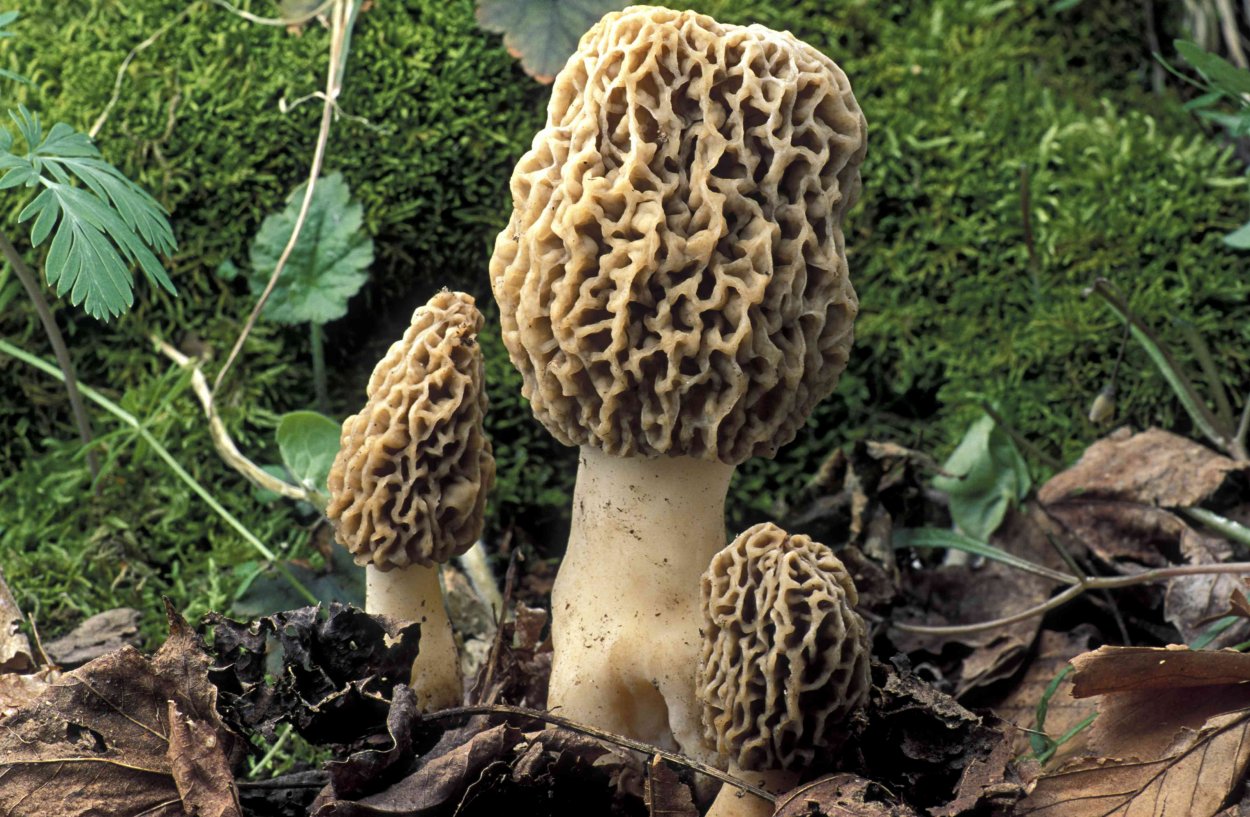Сморчок высокий Morchella elata