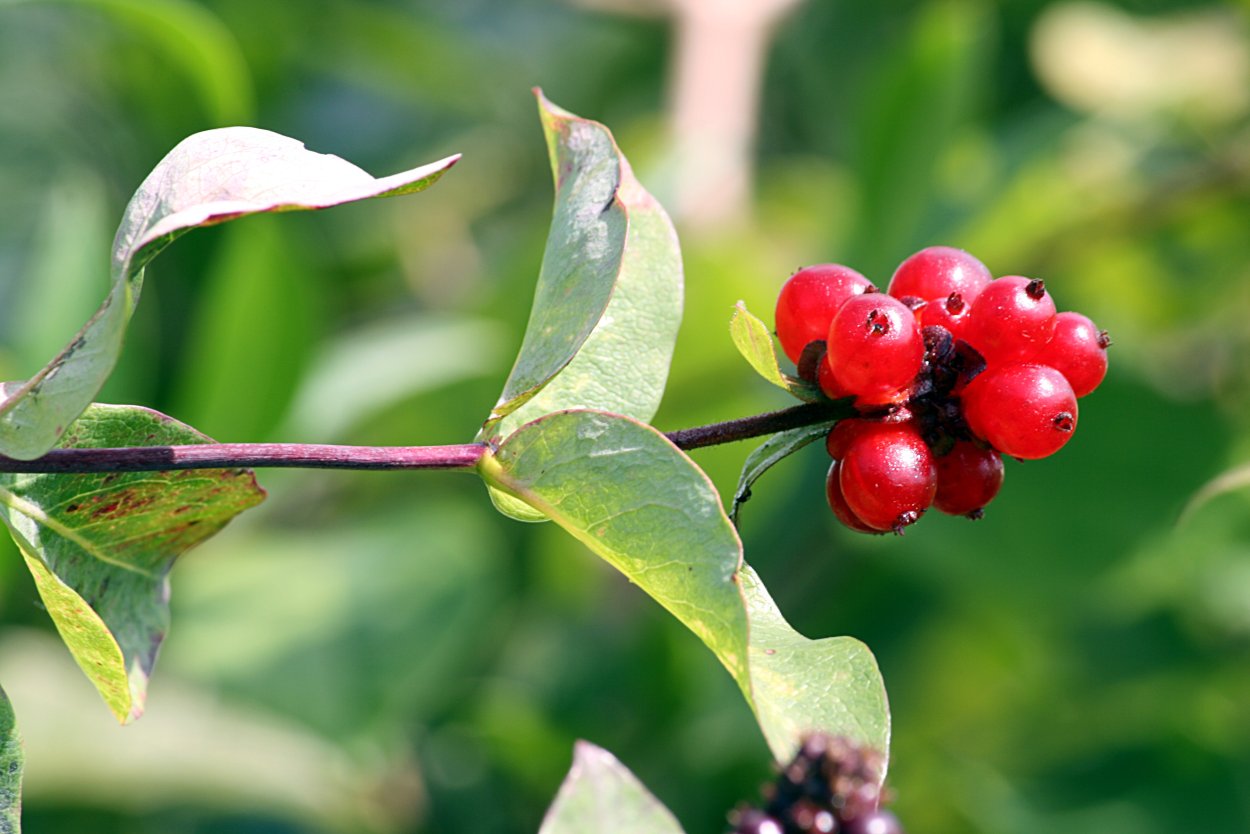 Жимолость Лесная