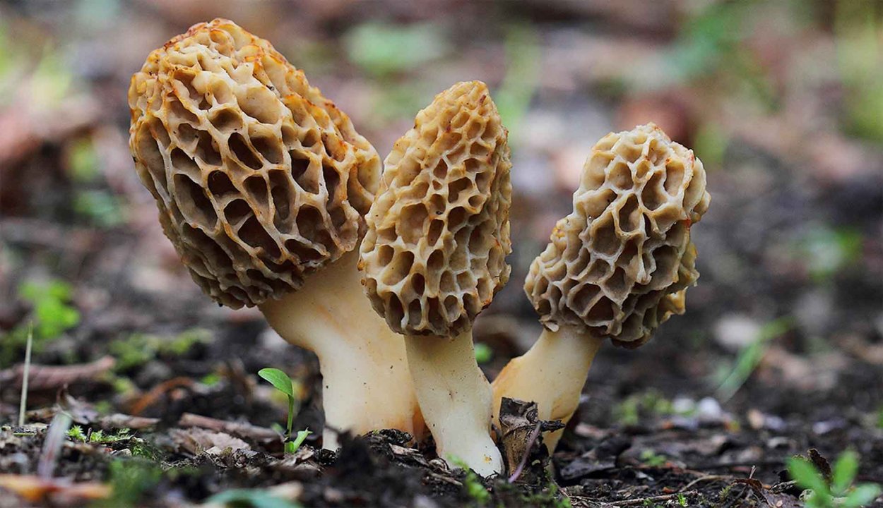 Сморчок съедобный (Morchella esculenta).