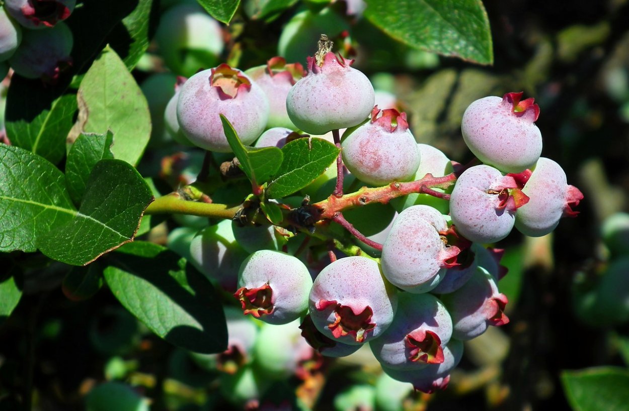 Кустарниковые ягоды