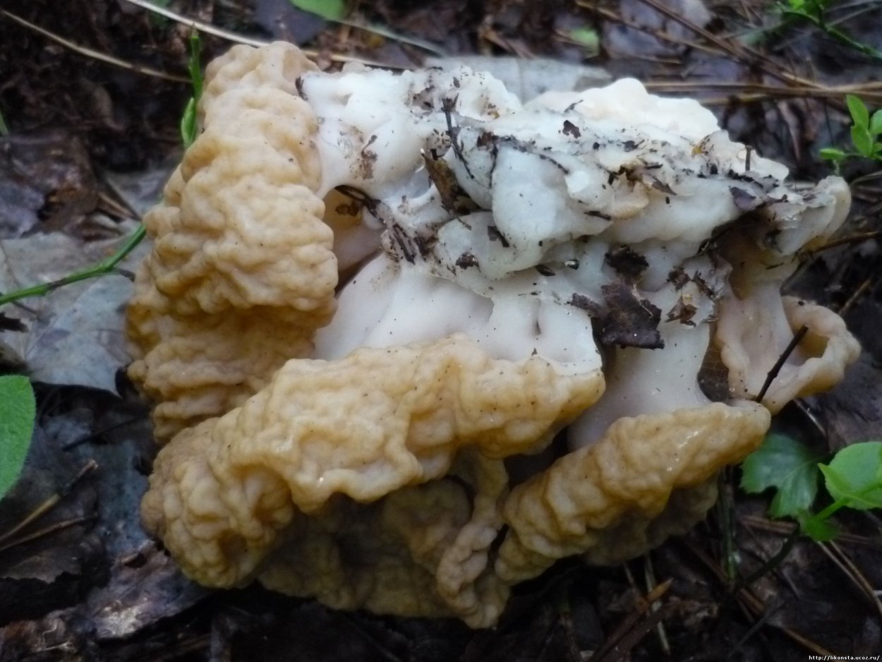 Сморчки грибы съедобные