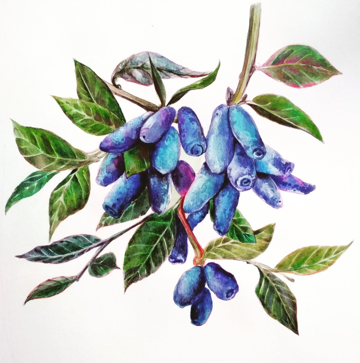 Жимолость съедобная ботаника