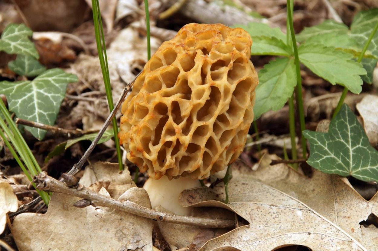 Синий гриб Энтолома