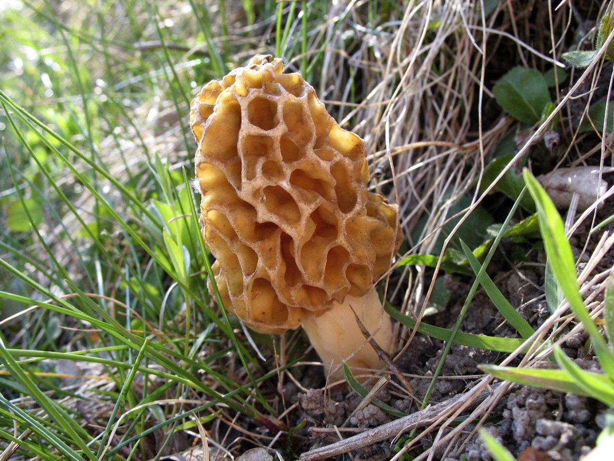 Сумчатые грибы сморчки