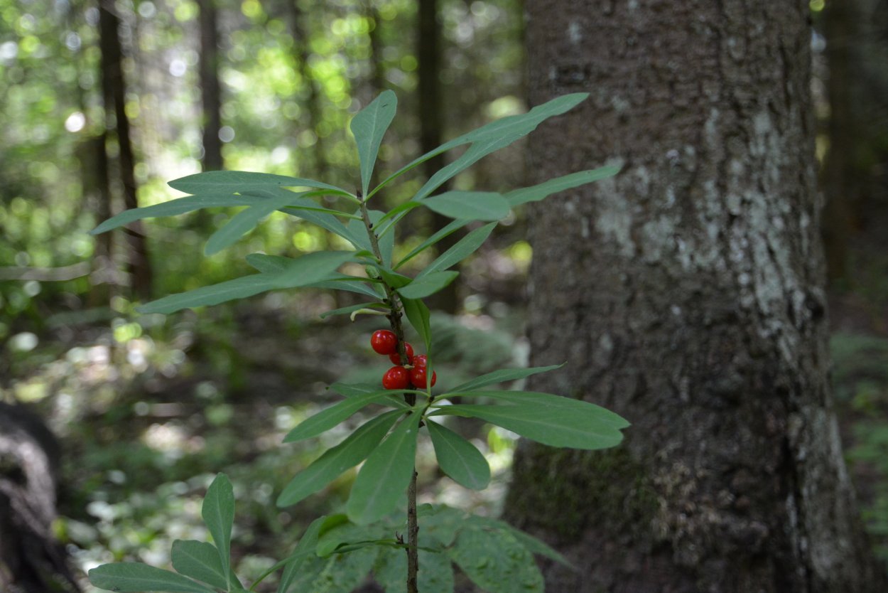 Волчеягодник Камчатский