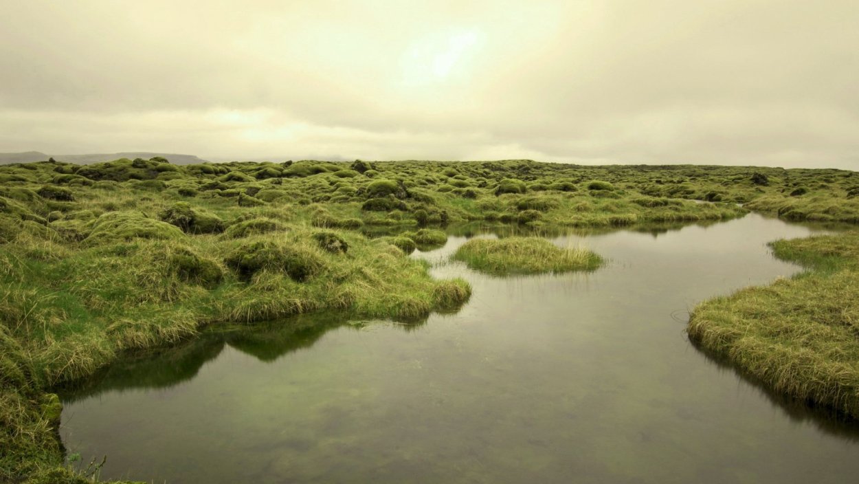 Пейзажи Англии болотистые равнины