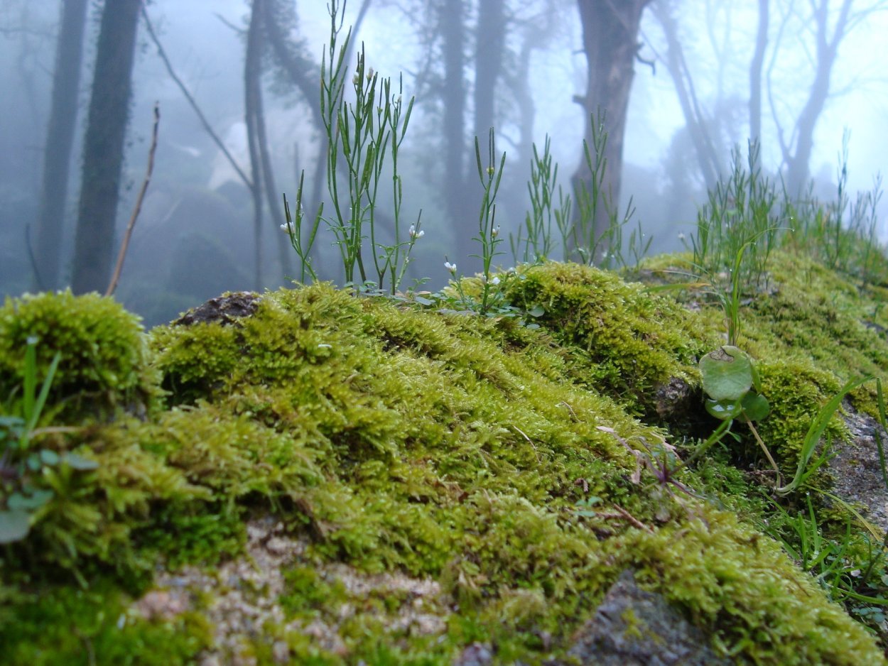 Мхи Ильменского заповедника
