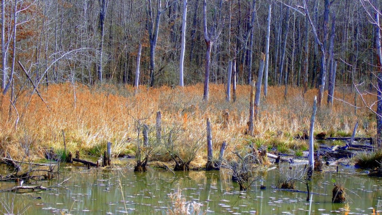 Маленькое болото