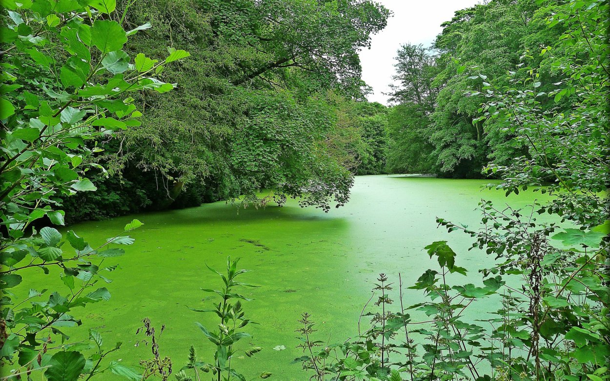 Река заросшая ряской