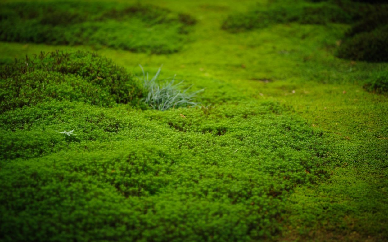 Мох сфагнум текстура