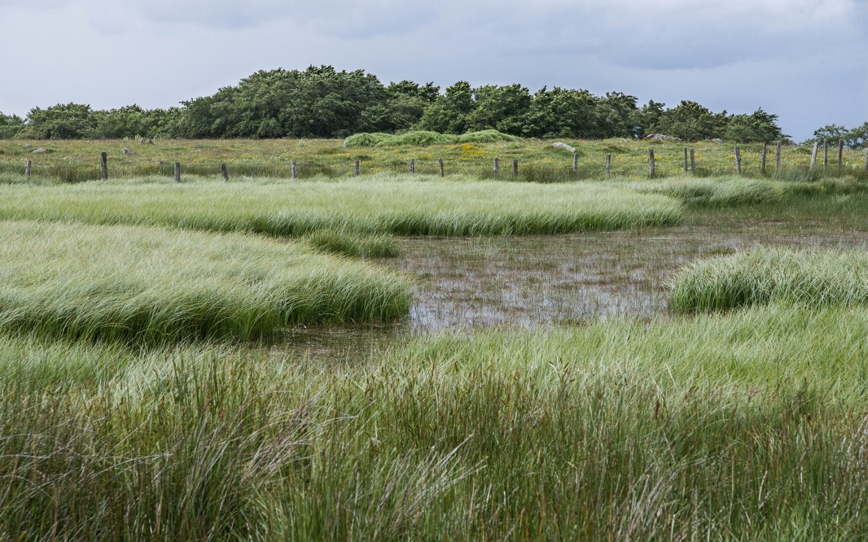 Болота Англии