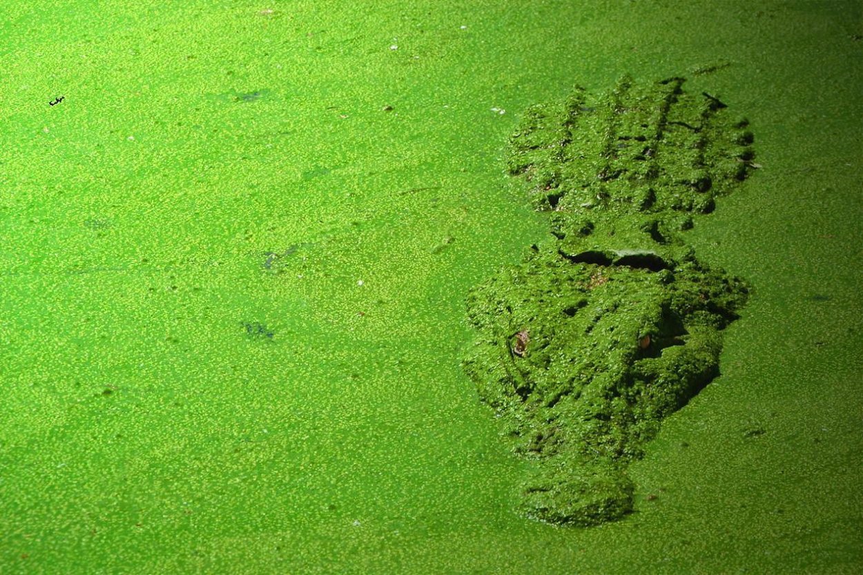 Крокодил в Тине