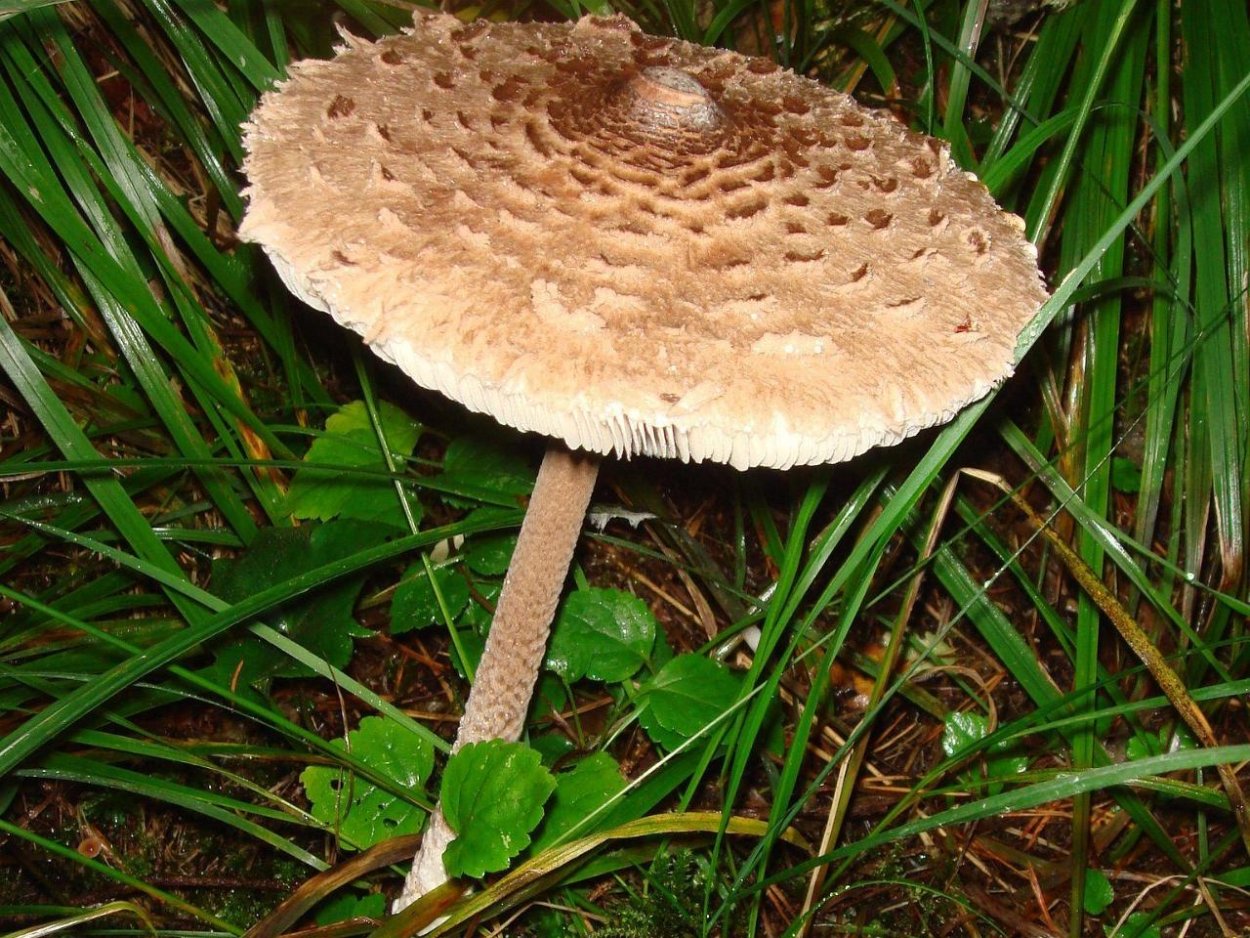 Гриб зонтик поганка