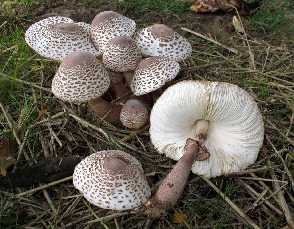 Гриб зонтик сосцевидный Macrolepiota mastoidea
