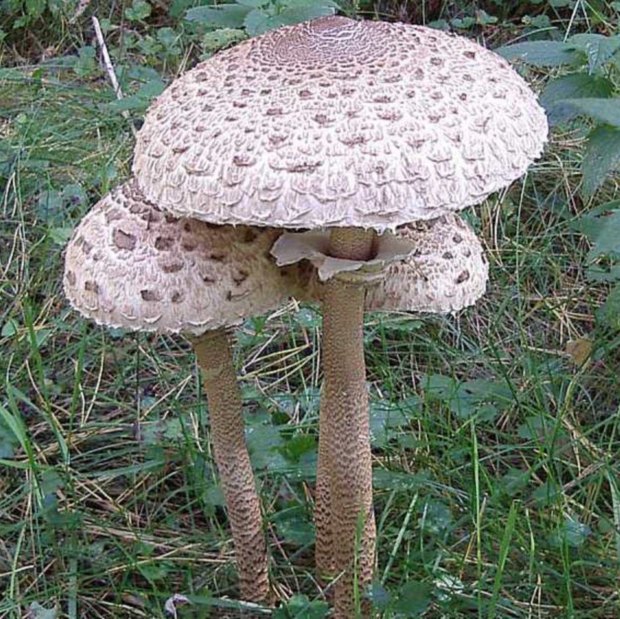 Гриб-зонтик девичий (Macrolepiota puellaris)