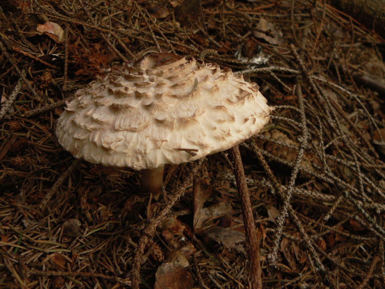 Гриб Agaricus Subrufescens