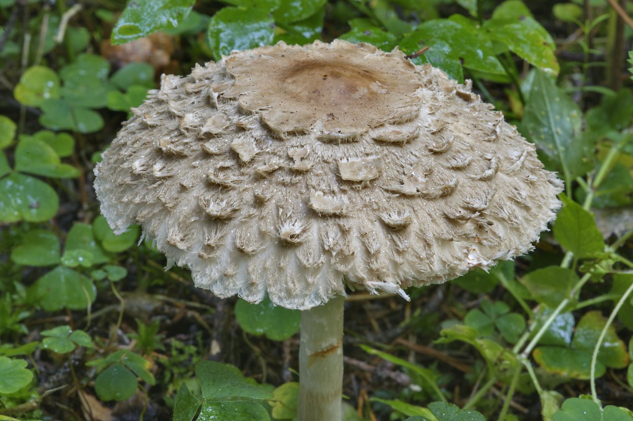 Грибы пестрый зонтик съедобные