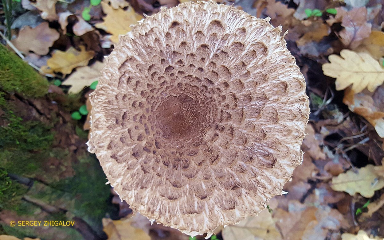 Гриб лепиота Каштановая