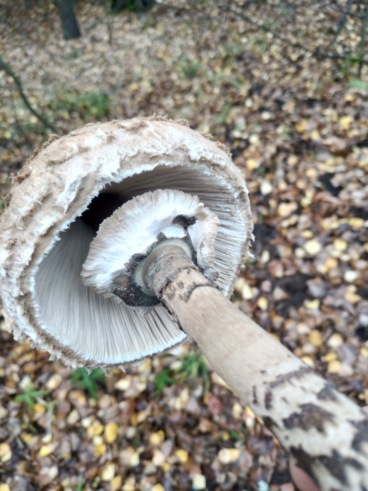 Гриб зонтик чешуйчатый