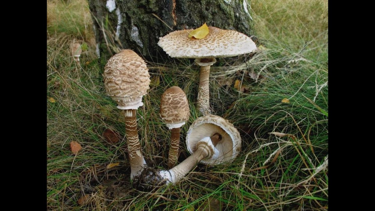 Гриб-зонтик Оливье Chlorophyllum Olivieri