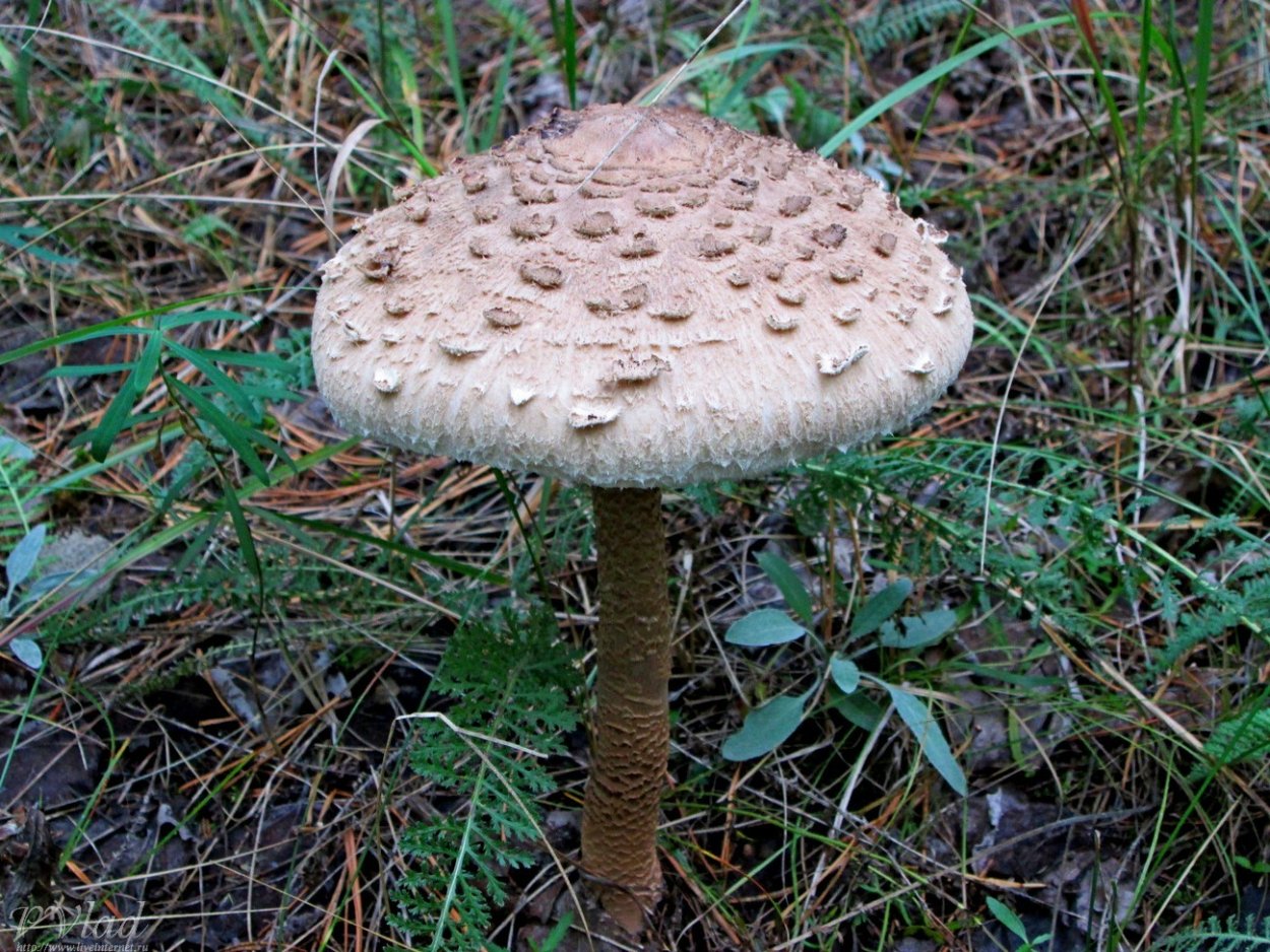 Гриб зонтик поганка