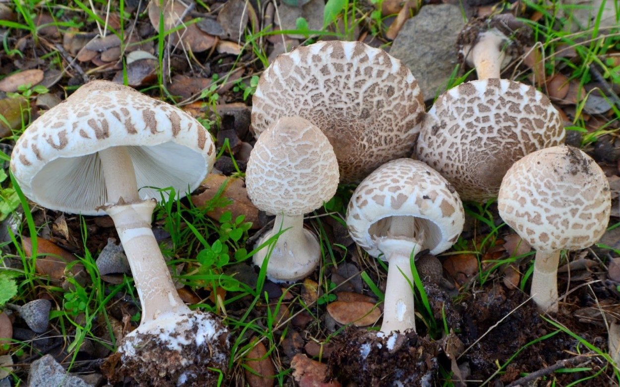 Chlorophyllum brunneum
