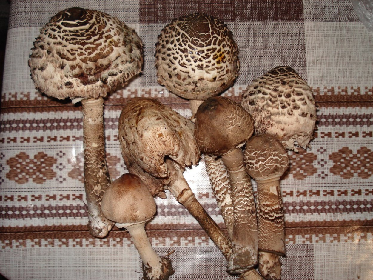 Грибы зонтики съедобные и ядовитые с описанием