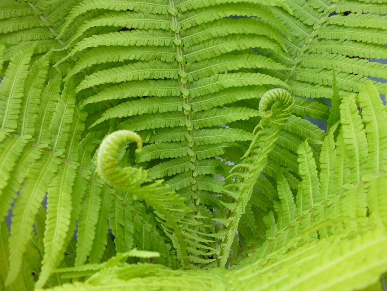 Папоротник Фризелла