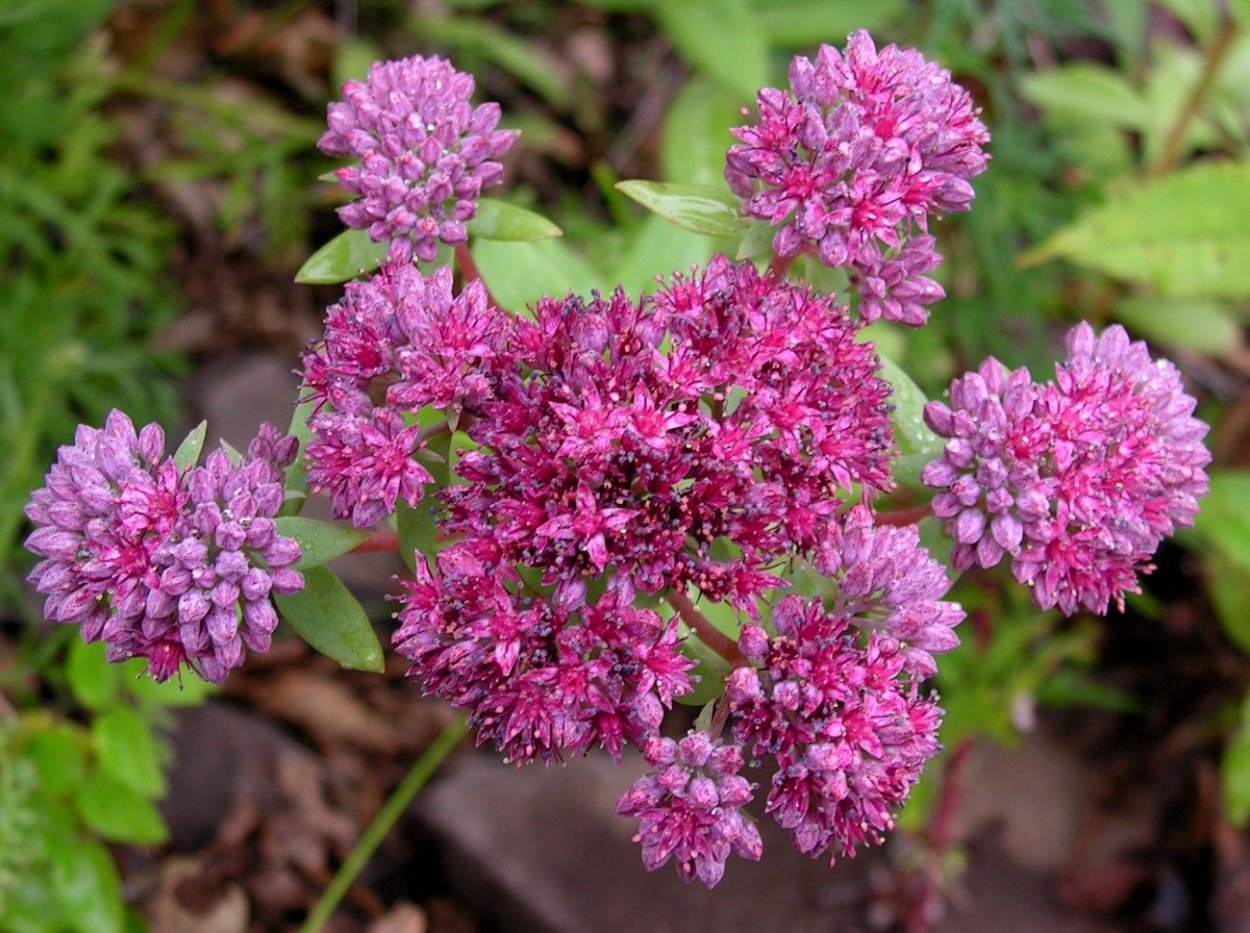 Очиток пурпурный, заячья капуста