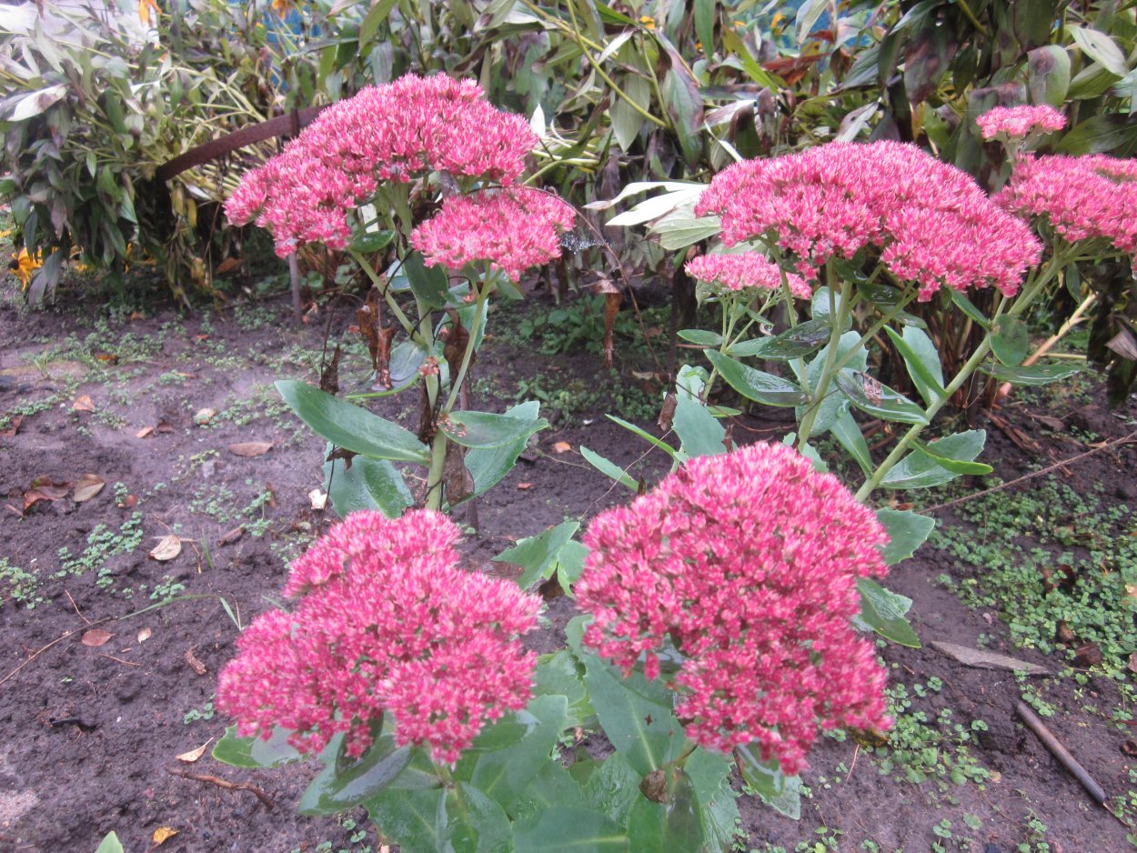 Очиток Анакампсерос