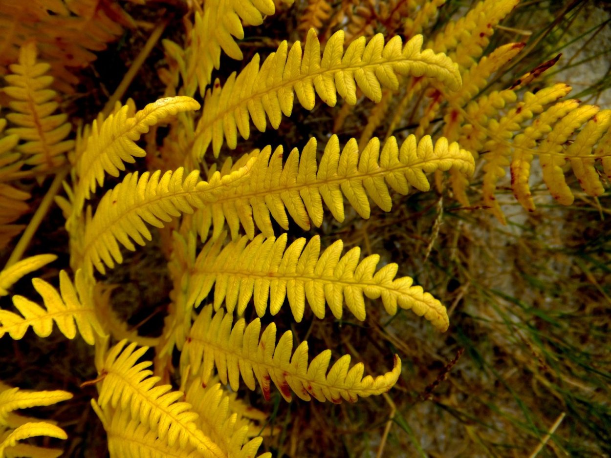 Папоротник орляк размножение