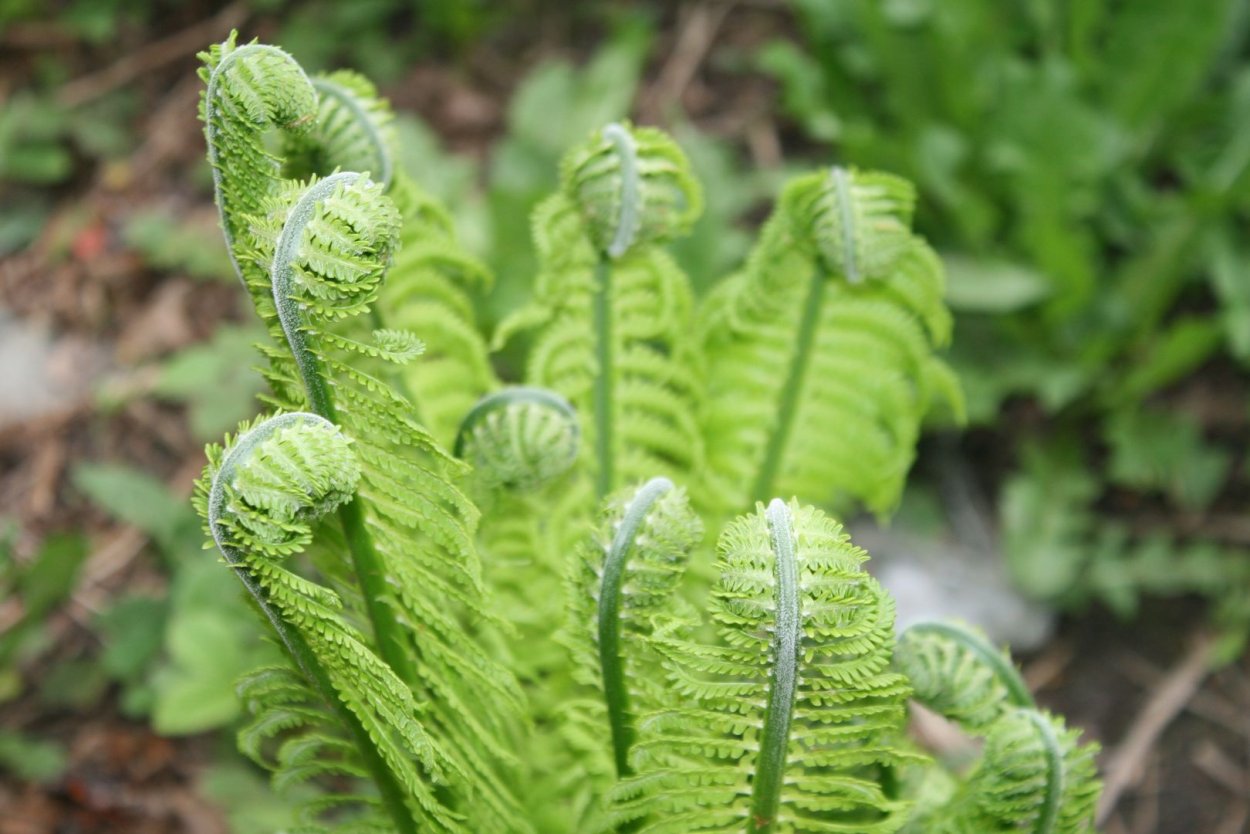 Папоротник орляк обыкновенный