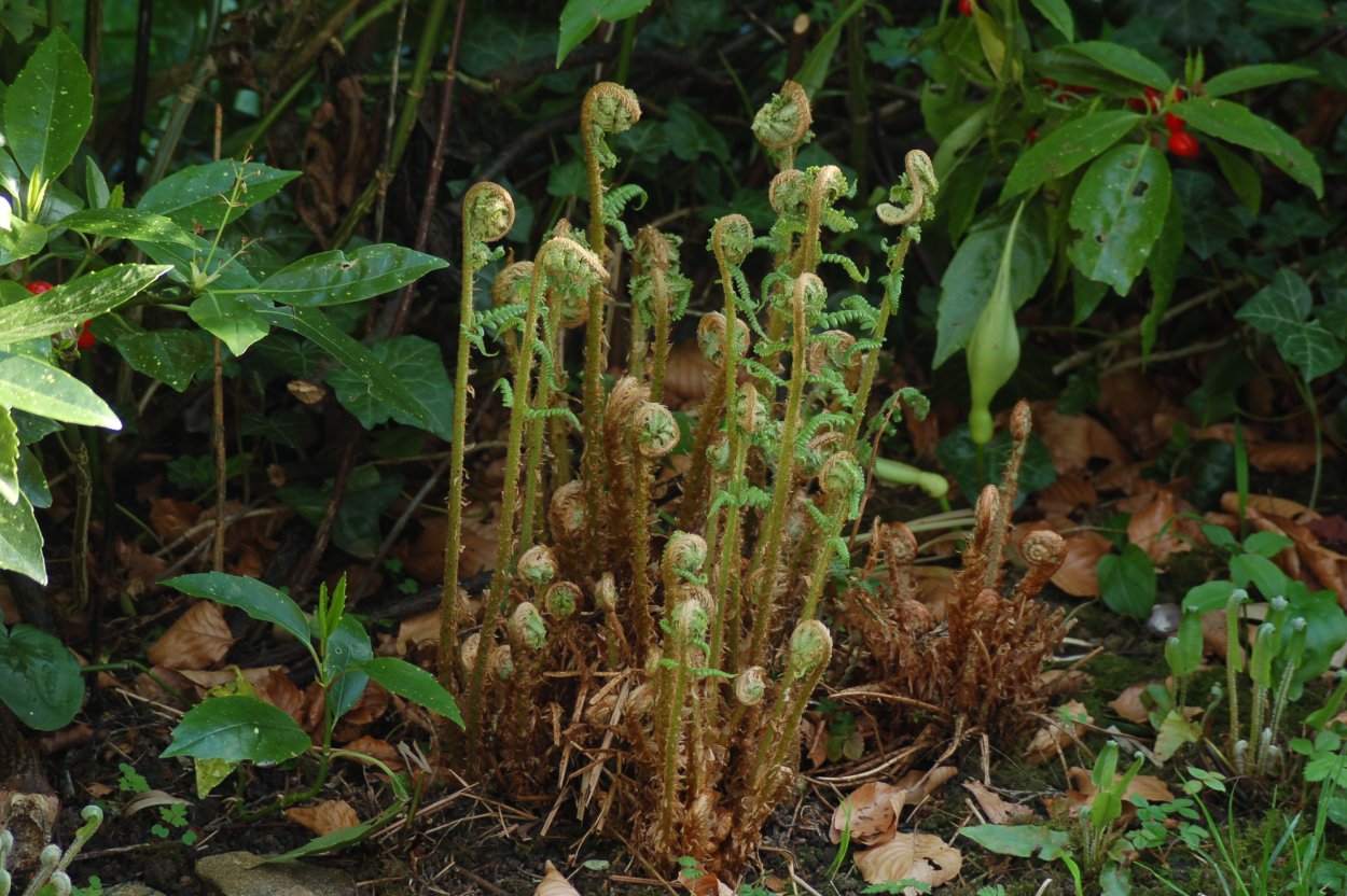 Рахисы папоротника