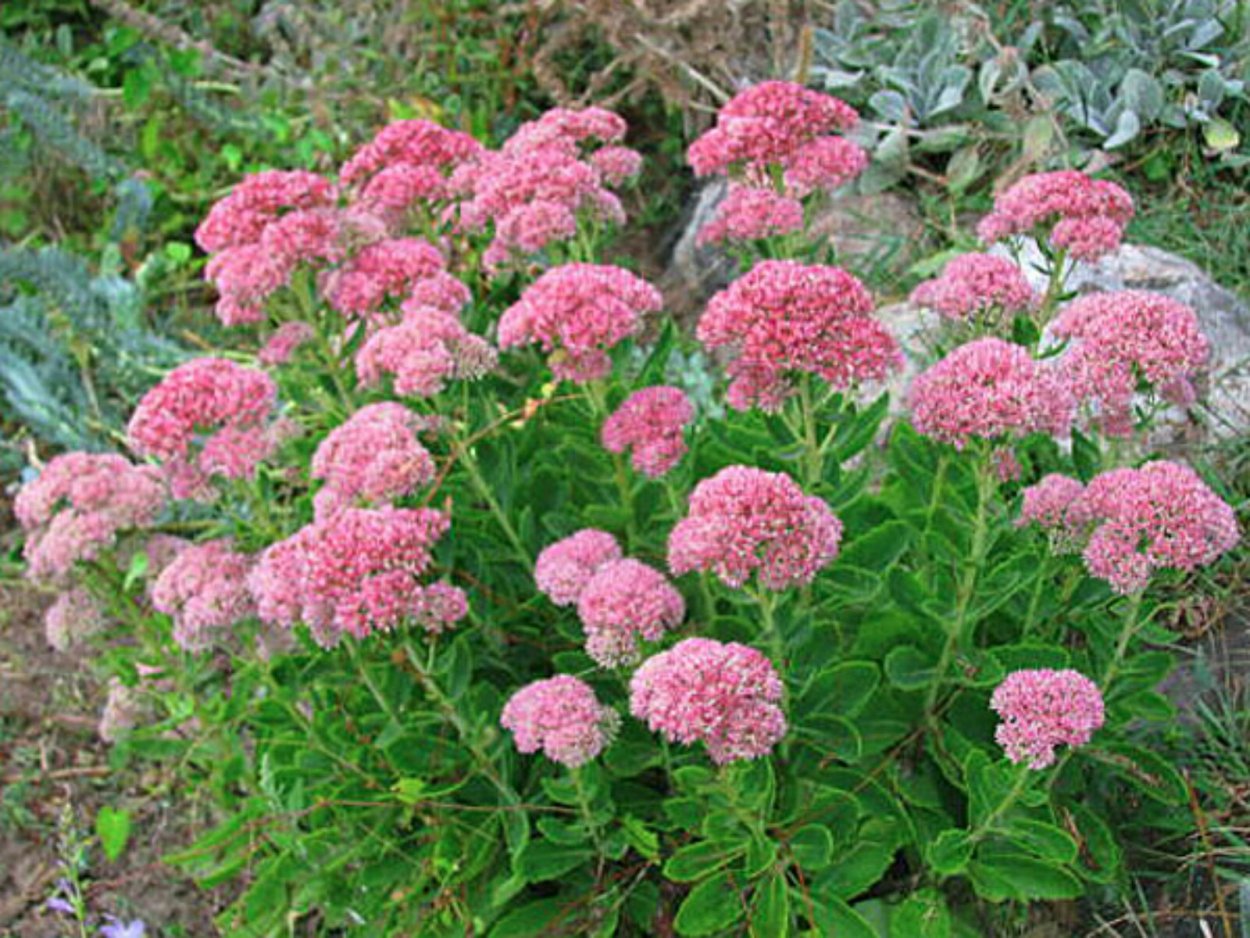 Седум гибридный Джози Аубергайн