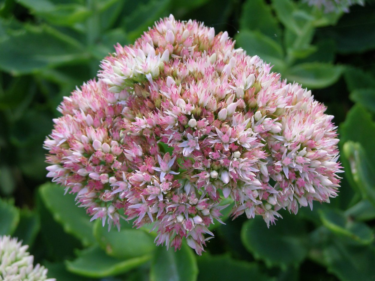 Очиток заячья капуста