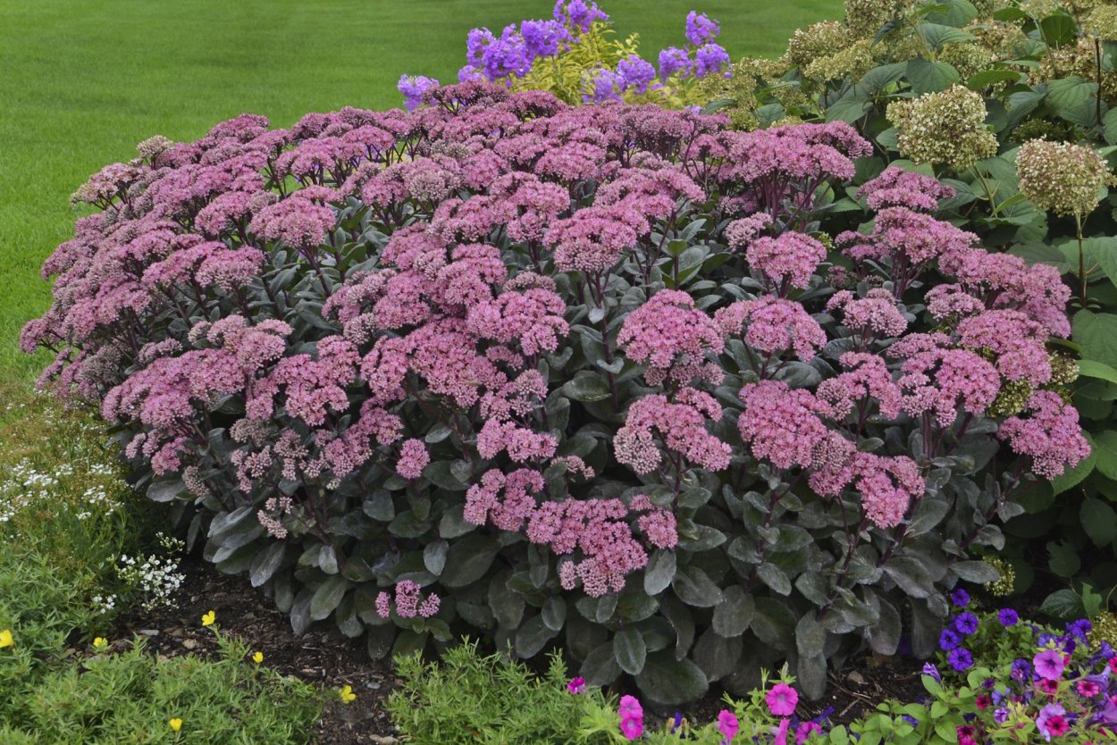 Очиток пурпурный