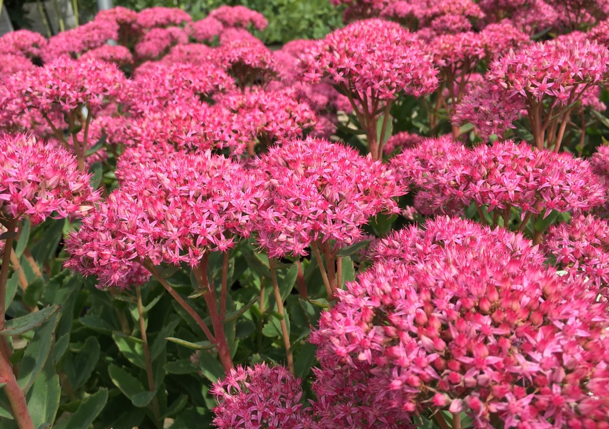 Очиток скрипун