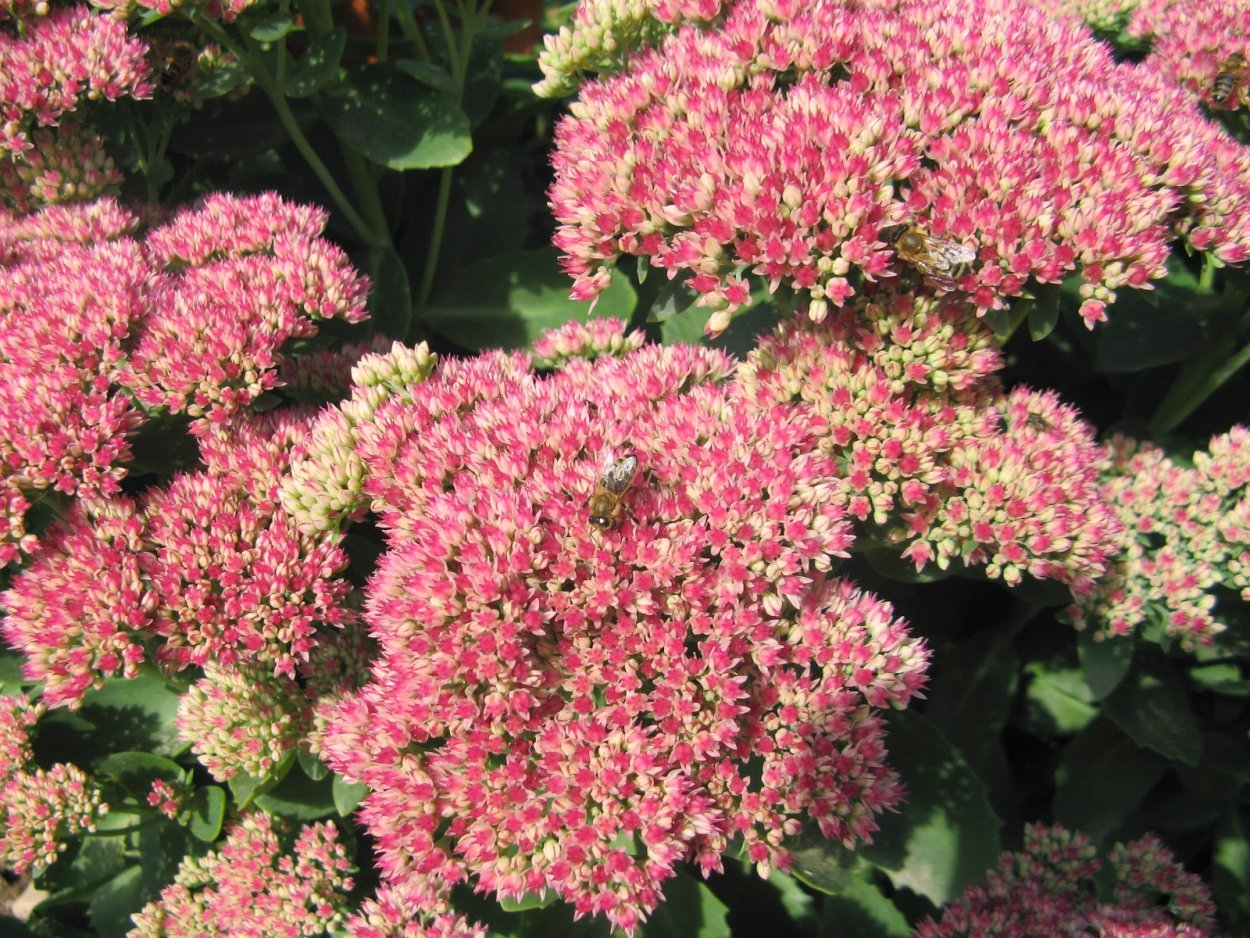 Очиток пурпурный (скрипун травы)