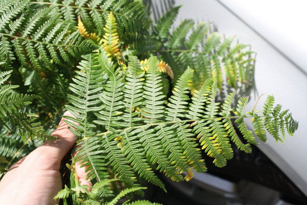 Серебряный папоротник новая Зеландия