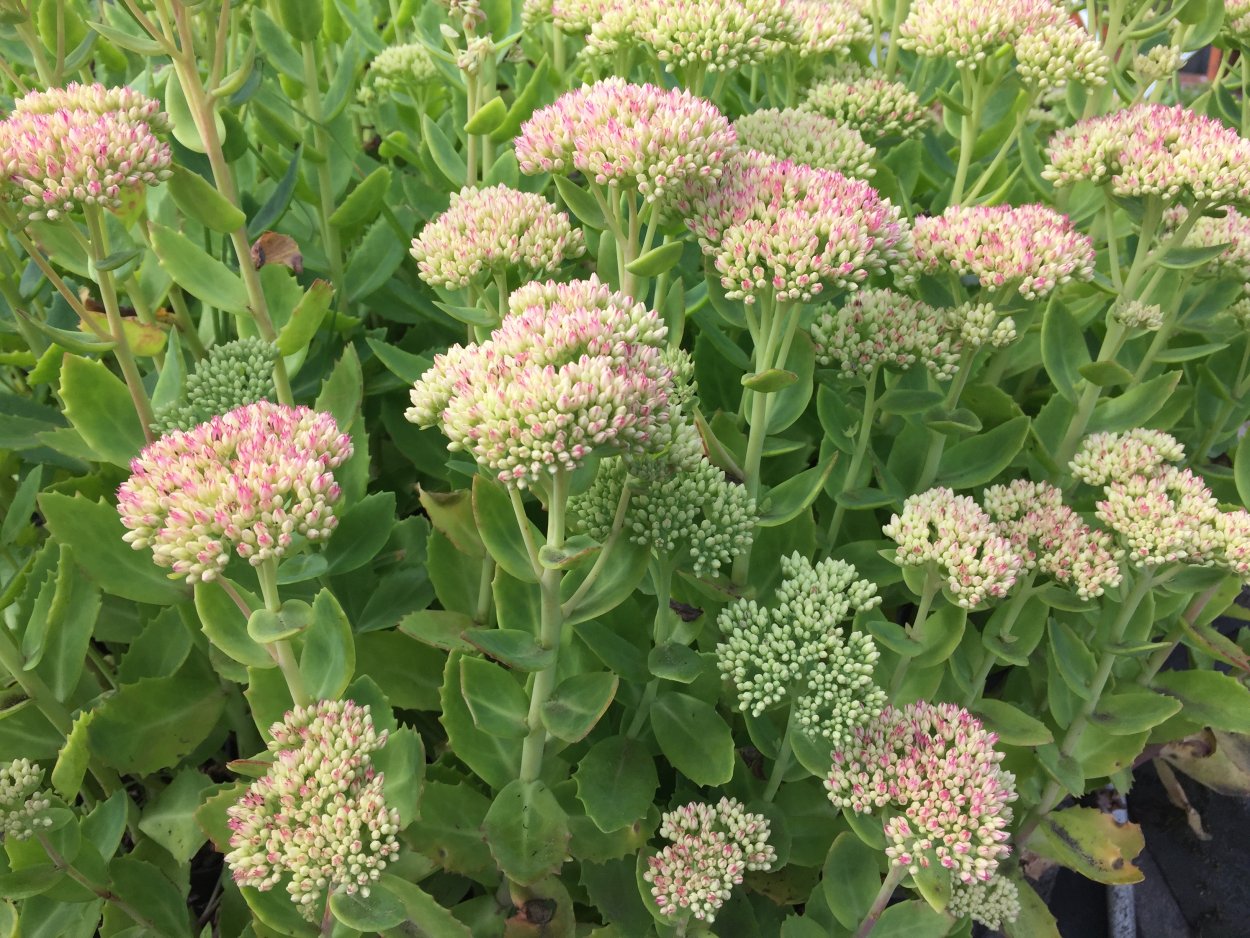 Очиток скрипун